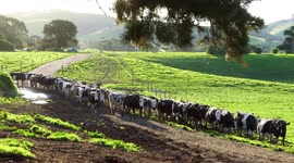 Australia's dairy producers look to better explore Chinese market