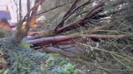 Storm Isha: Trees downed in Northern Ireland by winds up to 90mph