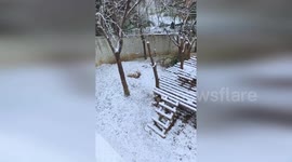 Rare brown panda curls up for nap in falling snow