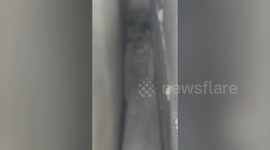 Newborn kittens rescued from narrow space between two walls