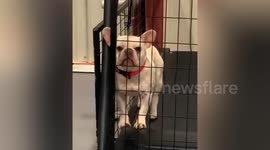 Curious Animal Interactions