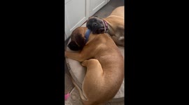 Cuddling English Mastiff Sisters Struggle to Wake Up