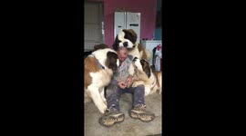 Saint Bernards Create Giant Pile of Love
