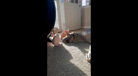 Great Dane Gets a Sphynx Bath