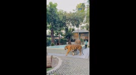 Unforgettable holiday: up close with tigers at Pattaya's Exotic Tiger Park