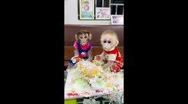 Pika and Mew Mew: 11-month-old monkeys turn dad's cake into a mess