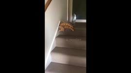 This cat is too lazy to walk downstairs so he just descends like a slinky