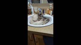 Yuri In The Sink