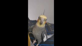 Talented cockatiel sings 'The Addams Family' theme song to owner's delight