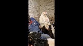 Cows Cuddle With Their Favorite Person