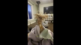 Fran Has A Very Bad Hair Day