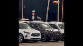 Coyote on Car Welcomes Security Guard to His Shift