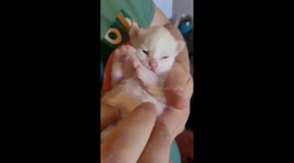 Princess Penny the White, First of Her Name