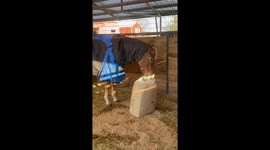 'Great job!' Horse helps with chores around stable