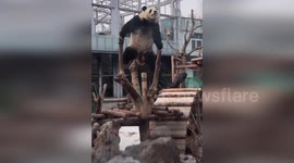Panda superstar goes up tree structure and continues fascinating series of stunts