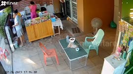 Monitor lizard rampages into store and hides behind counters
