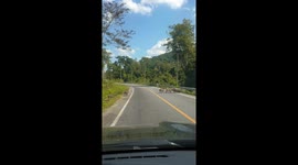 Wild boar family hold up traffic to cross road in Thailand
