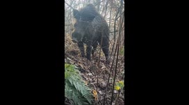 Chinese man's narrow escape from 150kg wild boar in forest encounter