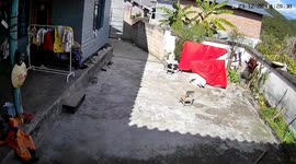 Pet dog tangled in quilt when wind blows it onto him
