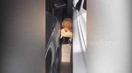 Golden Retriever stuck in narrow space between cars when he tries to pass through with toy