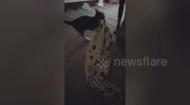 Pet cat drags favourite blanket down stairs to show to her grandma