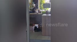 Monkey thief steals food from office kitchen while workers are busy