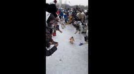 Adorable penguin parade captivates tourists in northern China