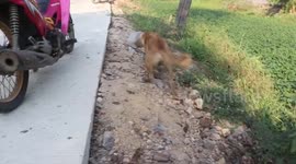 Animal rescuers help one-eyed dog with head stuck in plastic jar