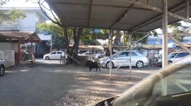 Rampaging wild boar sparks chaotic chase injuring one rescue worker