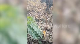 Tense moment man comes face-to-face with 150kg wild boar