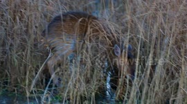 Real-life Bambi on ice moment captured on camera
