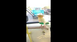 Pet cockatiel rides on car dashboard wearing bucket hat