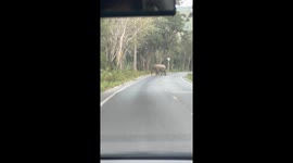 Wild elephant wanders with her babies across rural road in Thailand