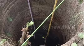 Huge bull hauled out of 30-foot-deep well in northern India