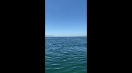 Mesmerising whale ballet: Spectacular display off shores of Mexico