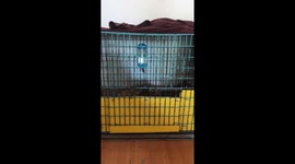 Pet raccoon struggles to open cage by itself