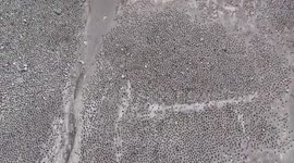 Aerial footage shows world's largest penguin colony in their home island