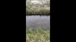 Man uncovers an alligator resting in the bank using polarized glasses