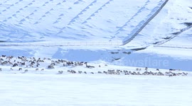 8 mln heads of livestock move for better pasture in Mongolia