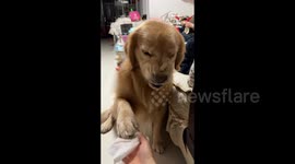 Golden Retriever Reluctantly Accepts Paw Cleaning in Zhumadian, China