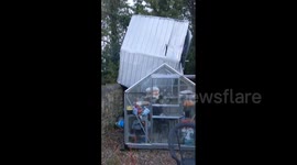 Greenhouse shed blown into homeowner's garden by Storm Isha's 90mph winds