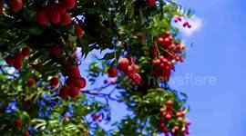Revitalizing ancient villages: How Baiqiao thrives with lychee industry