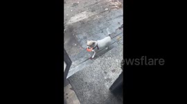 Dog exchanges his own unique 'currency' for treats at store in China