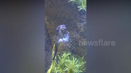 Magical moment father gives birth to hundreds of baby seahorses