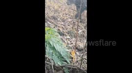 Chinese sheep herder remains calm during face-to-face encounter with huge boar