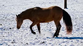 Playful Snow Day for Police Horse Orozco in Nashville, TN, USA