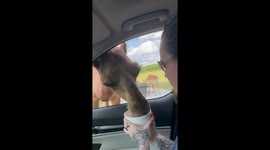 Camel boldly sticks head into passing car to scavenge for snacks