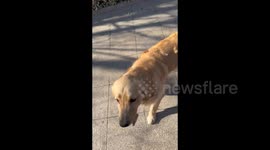 Chinese woman rescues lost dog roaming streets and returns it to grateful owner