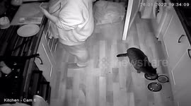 Unexpected Splash: Feline Fumble with Food and Water Caught on CCTV