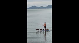 Amusing scene as FOUR dogs hitch ride on man's paddleboard